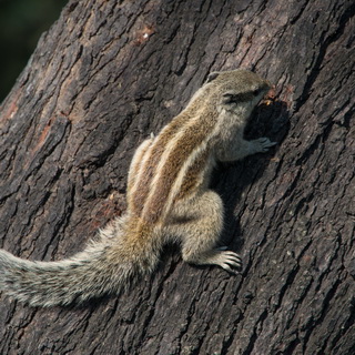 Keoladeo - Three-striped palm squirrel